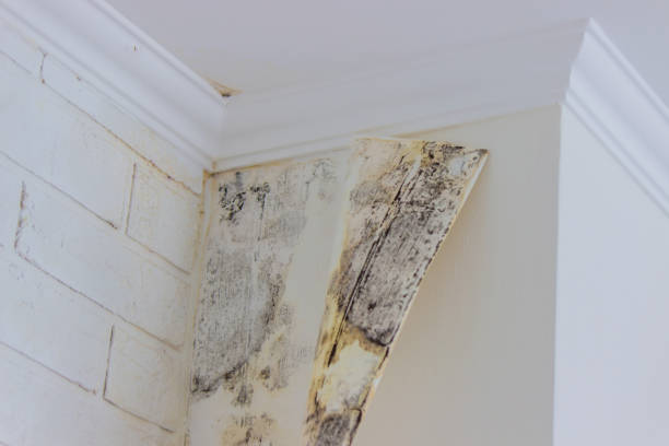 Asbestos and Lead Testing During Mold Inspection